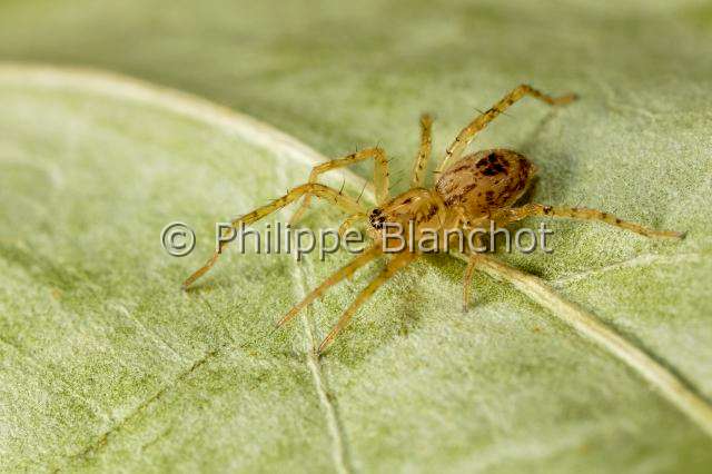 Anyphaenidae_6124.JPG - France, Pyrénées-Atlantiques (64), Anyphaenidae, Araignée bourdonnante(Anyphaena accentuata), jeune, Young of Anyphaenid sac spider